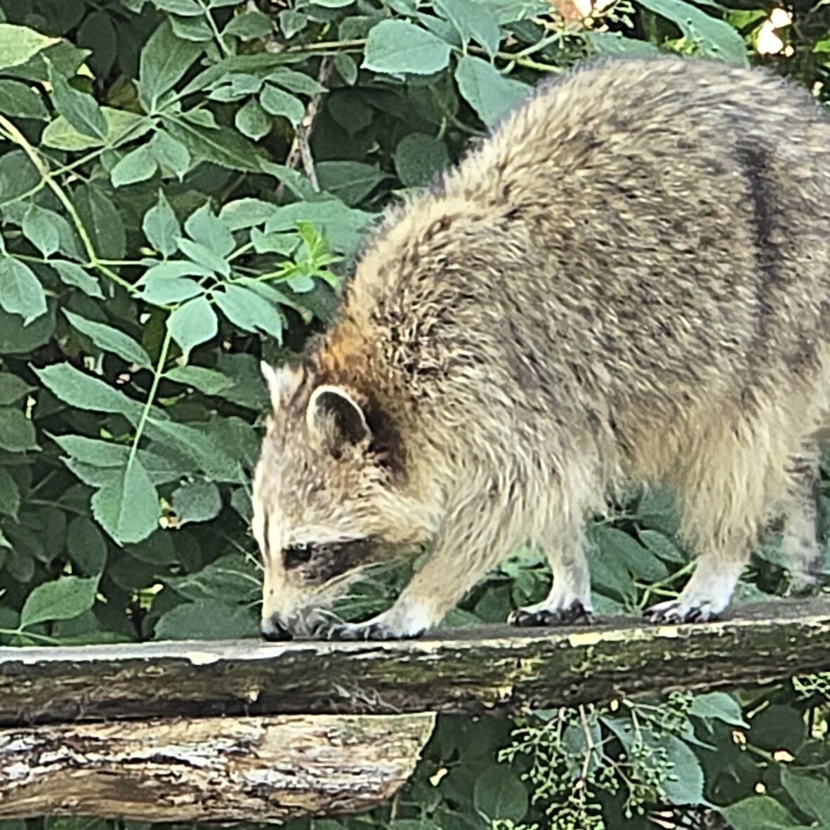 Pairi Daiza – Dag 1